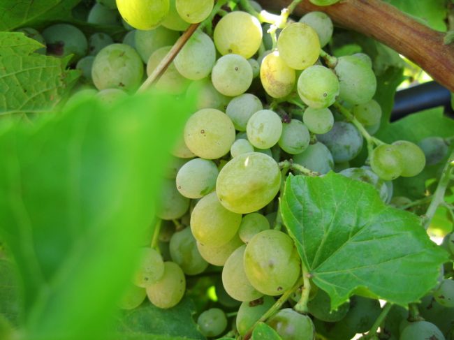 Acqua, irrigazione e viticoltura Acqua, irrigazione e viticoltura