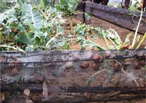 irriworks progetto lumache